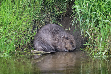 Beaver at the riverside © Digital Nature 
