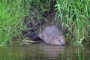 Beaver going into the river © Digital Nature 