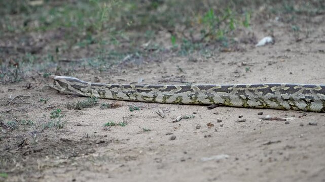 Indian Rock Python body detail moving across sandy ground