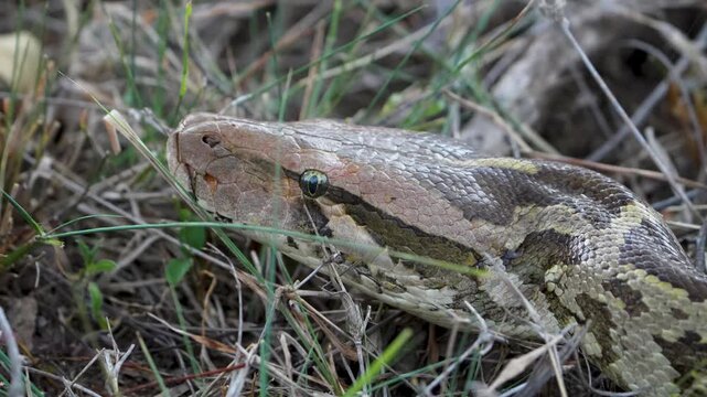 Indian Rock Python flicking tongue among scrub grass, close-up