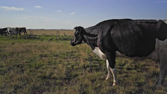 A dairy cow calmly chews its cud in a green pasture while other cattle stand behind it, capturing natural livestock behavior, rural farm life, dairy farming, and countryside scenery.