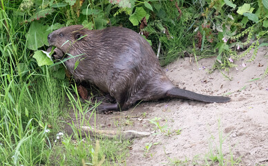 Beaver beside the river eating leaves © Digital Nature 