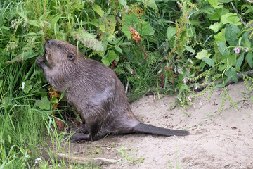 Beaver beside the river eating leaves © Digital Nature 
