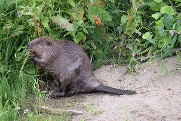 Beaver beside the river eating leaves © Digital Nature 