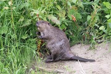 Beaver beside the river eating leaves © Digital Nature 