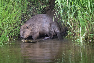 Beaver by the riverside © Digital Nature 