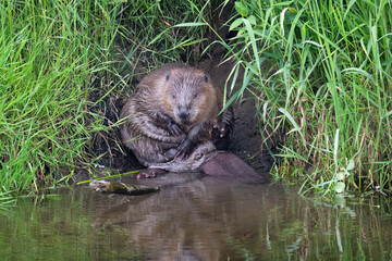 Beaver by the riverside cleaning itself © Digital Nature 