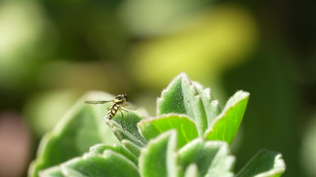 Focus Pull Reveals Hoverfly Resting on Green Leaf in 4K Slow Motion. Yellow-and-black hoverfly resting on a green leaf among soft foliage. 