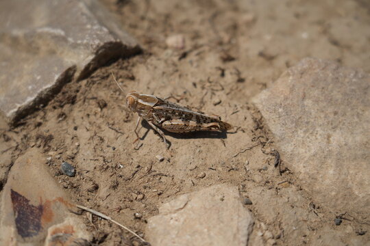 Calliptamus Italicus - Italian locust on a ground
