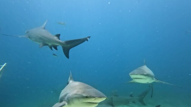 Bull sharks swimming together in the clear blue water above a sandy seabed, exploring the diverse marine life of the South Pacific Ocean