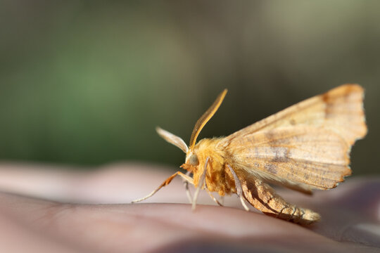 A close-up of a small slug moth (Apoda limacodes), a moth resting on a person's skin.