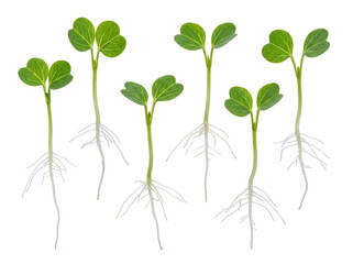 Fototapeta premium Fresh green plant sprouts roots isolated on white background growing for healthy organic food concept, agriculture botany sprout germinated seed seedling set microgreen vegetable garden crop raw.