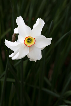 single white narcissus daffodil The Poet blooming in garden dark background