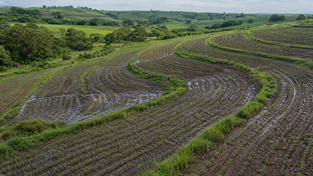 Contour Farming and Vegetative Buffer Strips Reducing Soil Erosion Across Sloping Agricultural Land