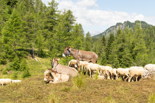 Col dei Baldi, Italy. Donkeys and sheep grazing in an alpine meadow along a hiking trail in the Dolomites