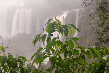 Multiple cascades of Iguazu Falls rising through mist and dense Atlantic Forest in South America © TC2412