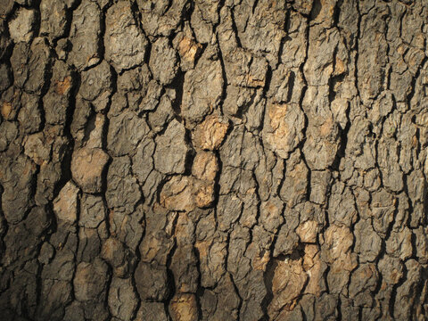 bark of a tree