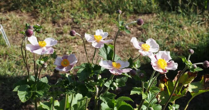 Anemone hupehensis var. Japonica | An&eacute;mone du Japon - An&eacute;mone d'automne.  D&eacute;licates fleurs rose clair et boutons floraux rouge pourpr&eacute;s sur tiges au feuillage vert sombre 