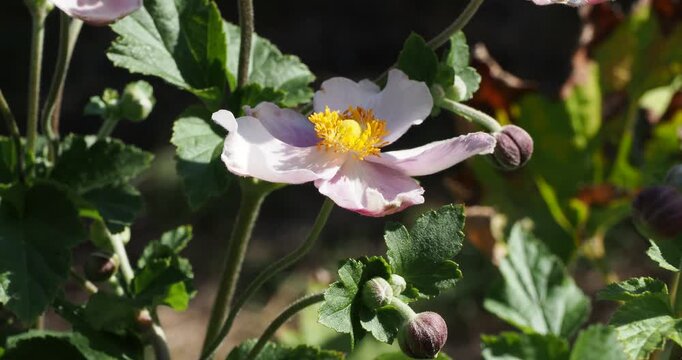 Gros plan sur une fleur d'an&eacute;mone du Japon (Anemone hupehensis) au p&eacute;tales blanc ros&eacute; entourant un coeur d'&eacute;tamines jaune dor&eacute; au bout d'une tige portant des feuilles palm&eacute;es vert fonc&eacute;
