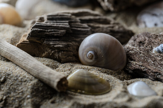 Still life of shells and artifacts shaped and returned by the sea 2