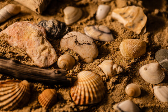 Still life of shells and artifacts shaped and returned by the sea