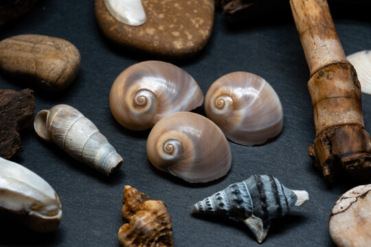 Still life of shells and artifacts shaped and returned by the sea