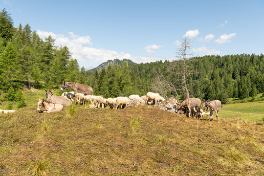 Col dei Baldi, Italy. Donkeys and sheep grazing in an alpine meadow surrounded by forest in the Dolomites
