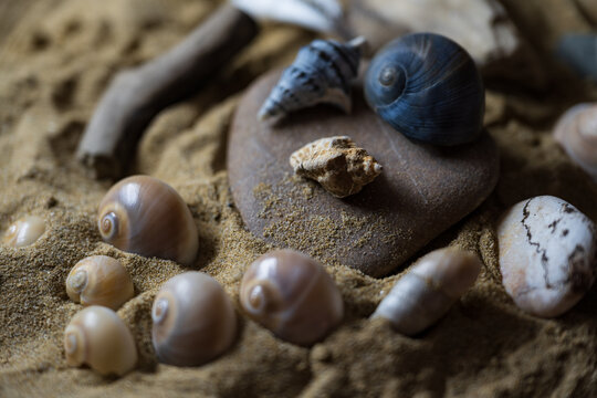 Still life of shells and artifacts shaped and returned by the sea