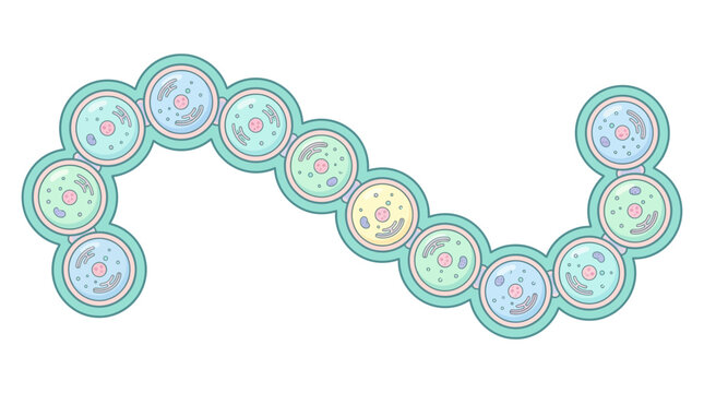 Scientific diagram of a multicellular cyanobacteria chain.