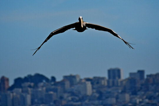 The Brown Pelican visual transformation is striking; changing from a clunky, bottom-heavy profile when sitting on rock to a sleek aerodynamic glider when soaring with a wingspan up to seven feet 