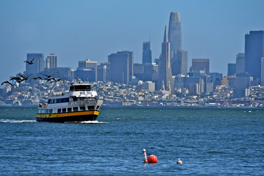 Blue & Gold Fleet's Sausalito Ferry being escorted by Brown Pelicans, San Francisco Bay, California 