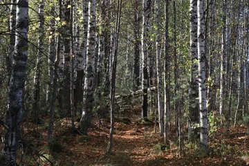 Fotobehang Berkenbos forest in autumn  © алексей семиколенных