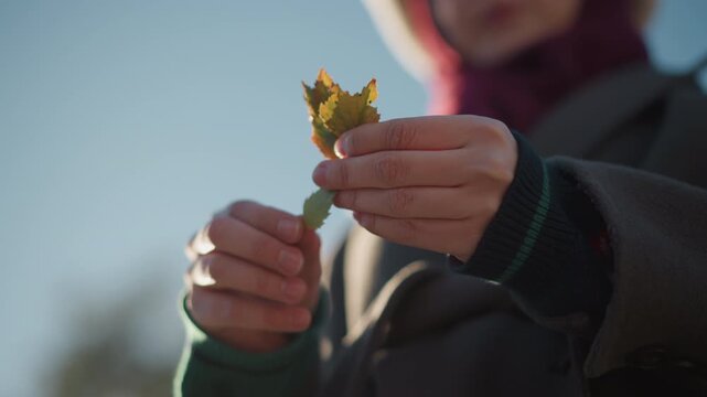 Close up of person holding and examining autumn leaves against clear blue sky. Hands gently manipulate green yellowing foliage highlighting seasonal change. Soft natural light creates warm