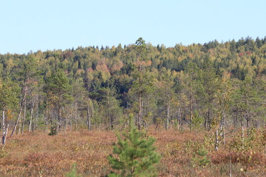 A cranberry bog in a northeastern European forest on a sunny autumn day
