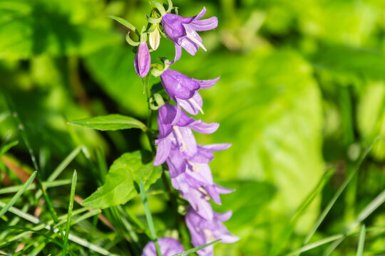 Campanula rapunculoides, creeping bellflower, or rampion bellflower