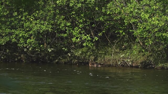 Female mallard and ducklings along a vegetated riverbank as a muskrat swims through the foreground.
