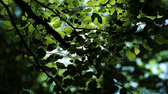 Rayons du soleil traversant le feuillage verdoyant d'une for&ecirc;t, cr&eacute;ant un jeu de lumi&egrave;re naturel avec un lens flare lumineux &agrave; travers les branches.