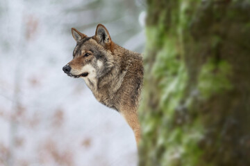 Fototapeta premium Grey wolf peeking from behind tree in winter forest background