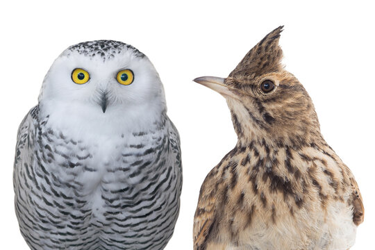 Owl and lark bird portraits metaphor of human chronotypes isolated on white background