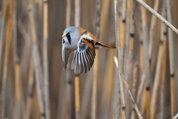 Bearded tit male perched flying from the reedbeds © Digital Nature 