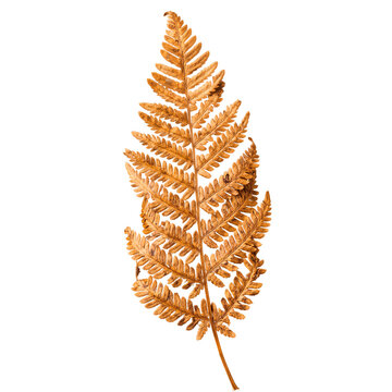 Folha de samambaia seca de outono png fundo transparente
