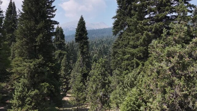 Aerial slow forward flight over a dense cedar forest canopy.