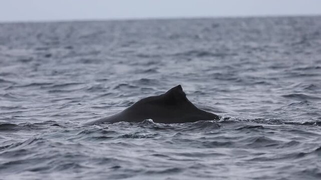 The massive tail and back of a blue whale rises above the ocean surface as the giant marine mammal begins a deep dive, its powerful fluke disappearing into the blue waters of Mexico