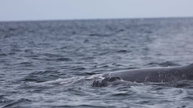 The massive tail and back of a blue whale rises above the ocean surface as the giant marine mammal begins a deep dive, its powerful fluke disappearing into the blue waters of Mexico