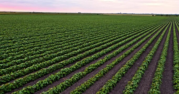Agricultural field with green soybean plants growing in rows during sunset