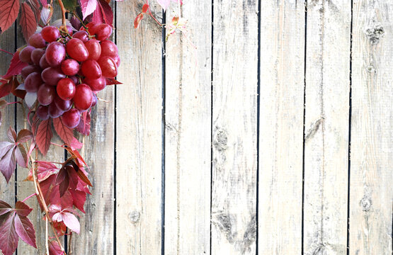 Wooden table top with grapes. Grape bushes background.