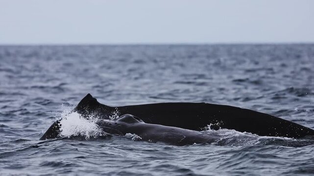 The massive tail and back of a blue whale rises above the ocean surface as the giant marine mammal begins a deep dive, its powerful fluke disappearing into the blue waters of Mexico