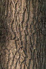 Fototapeta premium Bark texture and background of a old tree trunk. Detailed bark texture.