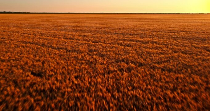 Golden wheat field at sunset with drone flying over ripe agriculture landscape