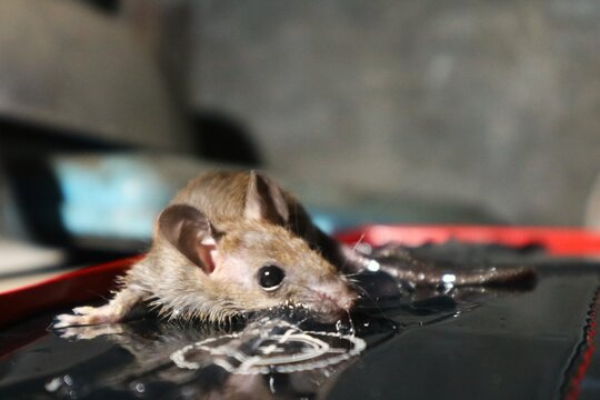 A sewer rat or house mouse (Rattus) trapped in a mousetrap's glue board.